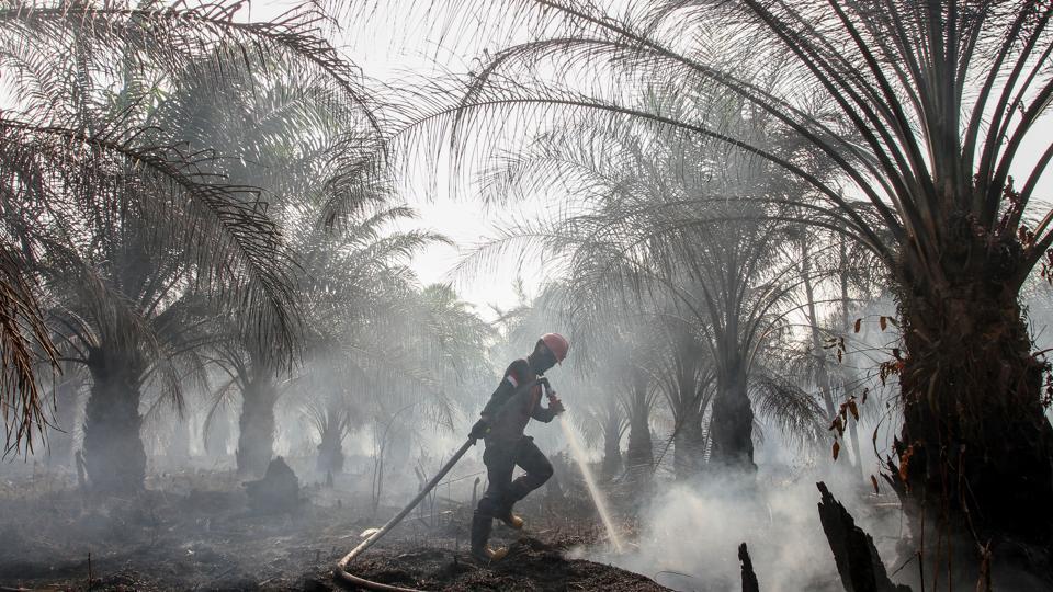 Photos: Indonesians Choked By Forest Fire Haze While Malaysia Fumes ...