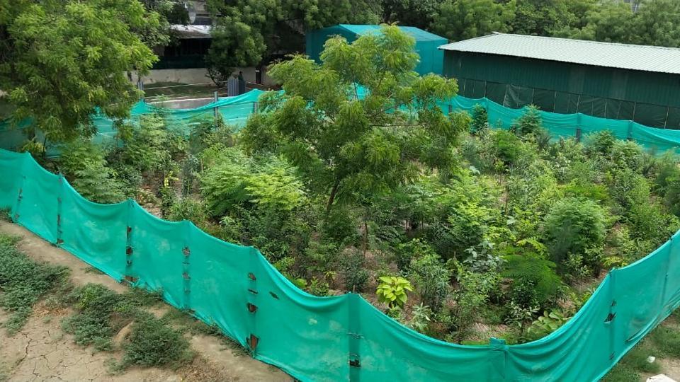 Citizens create South Bombay’s first Miyawaki forest Mumbai news