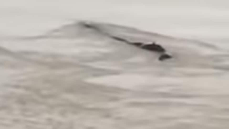 Video sparks rumours about Chinese ‘Loch Ness monster.’ Turns out to be this