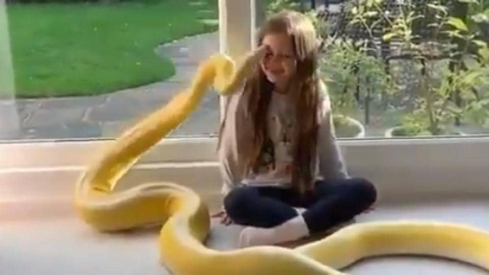 Little girl gets a ‘kiss’ on forehead from her pet ... python. Video is fascinatingly scary