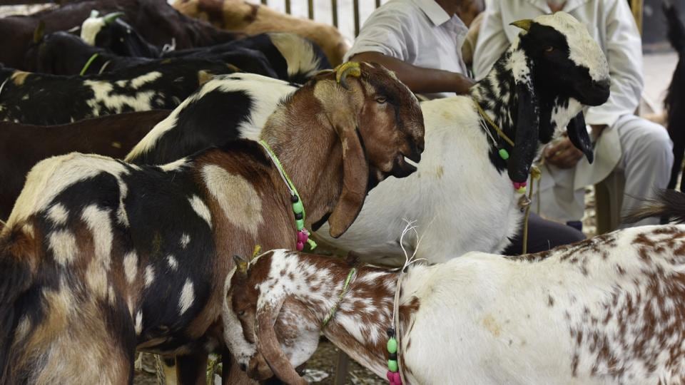 High Court Bans Animal Sacrifice In Tripura Temples Latest News India Hindustan Times