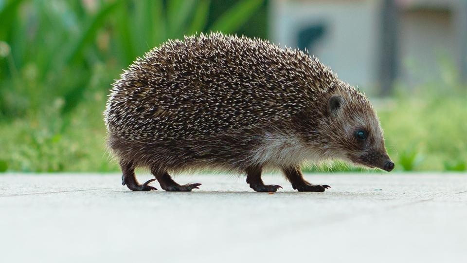 Pilot stops plane so that baby hedgehog can cross the runway | Trending ...