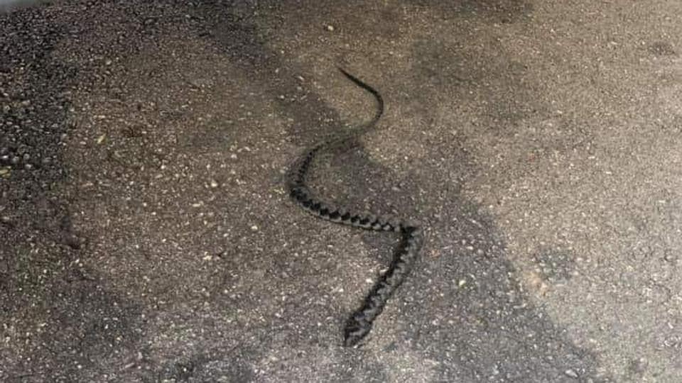 To see the snakes. Змеи перед землетрясением. Спасла белую змею а она оказалась!!!. Спасла змея, а он оказался.