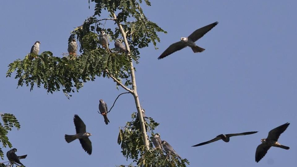 Ahead of Amur falcons’ roosting season, Manipur district bans air guns for birds’ safe passage