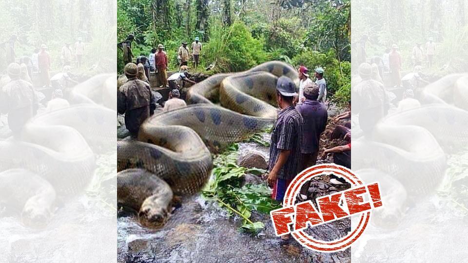 Image Of World S Largest Snake And Claim That It Killed 257 People Is Fake Trending Hindustan Times