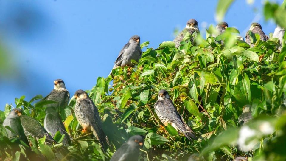 Amur Falcon’s famed roosting site in Nagaland declared a temporary silent zone