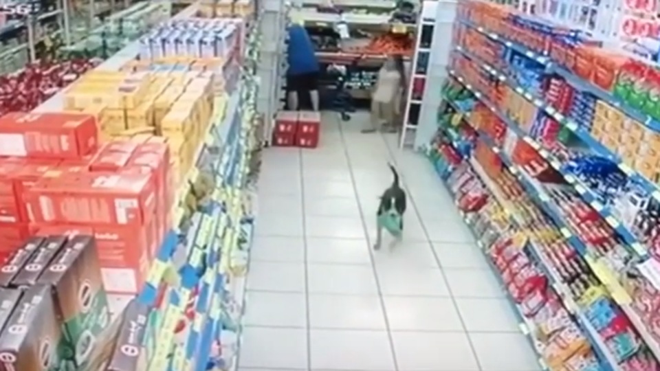 Dog enters a supermarket, steals this and simply walks away. Watch