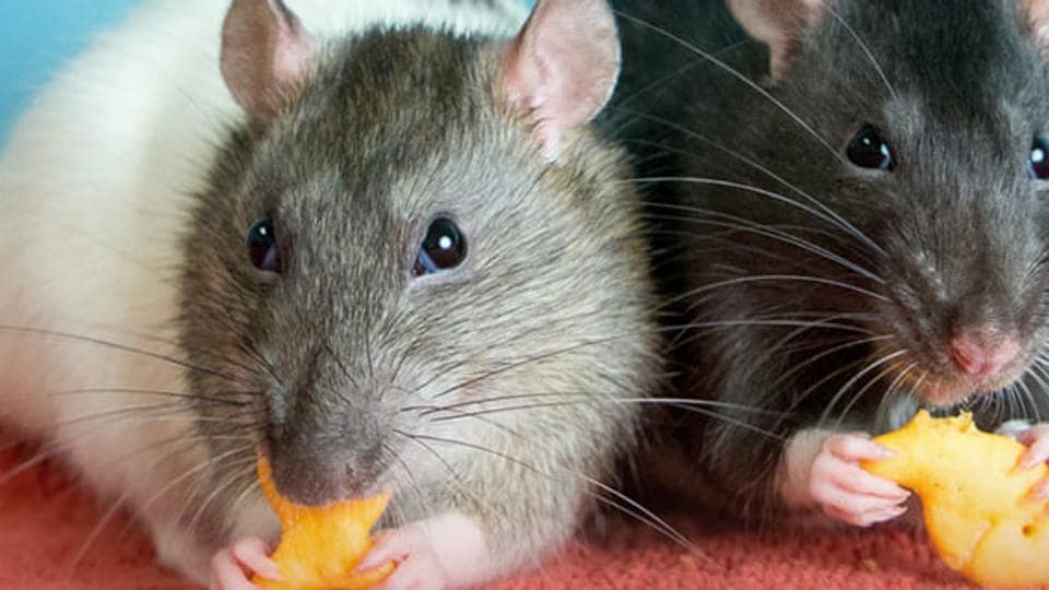 Woman gives up all 300 of her rats. Now they’re up for adoption. Watch ...