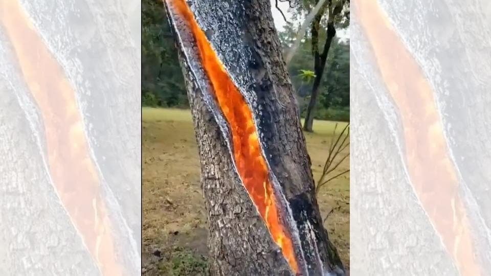 Fire Burns Inside Tree Video Captures Stunning Incident Trending Hindustan Times 