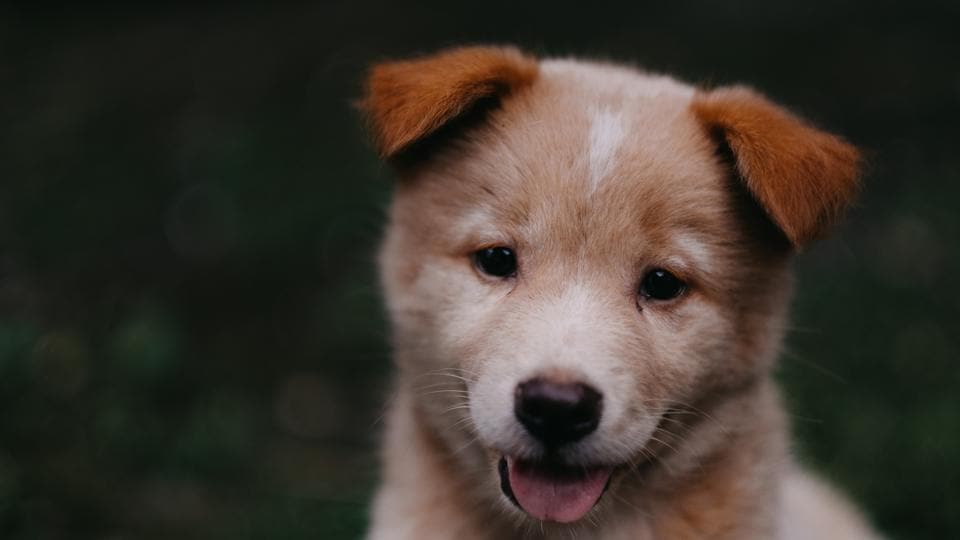 Adorable' stray dog turns out to be rare purebred dingo