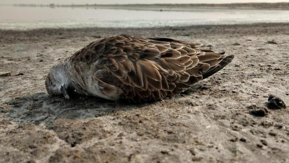 1,000 migratory birds found dead near Sambhar lake in Rajasthan