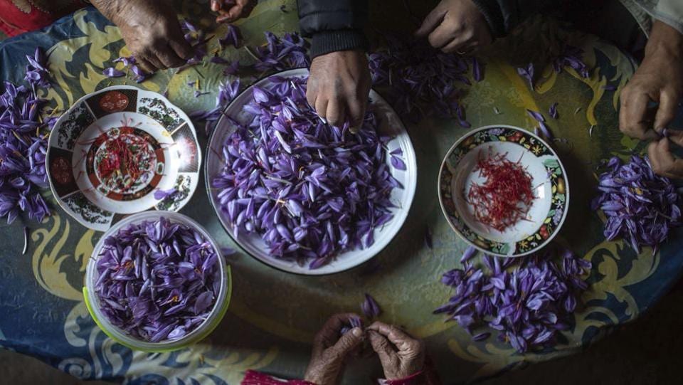 Photos Laborious saffron harvest unites Moroccan village Hindustan Times