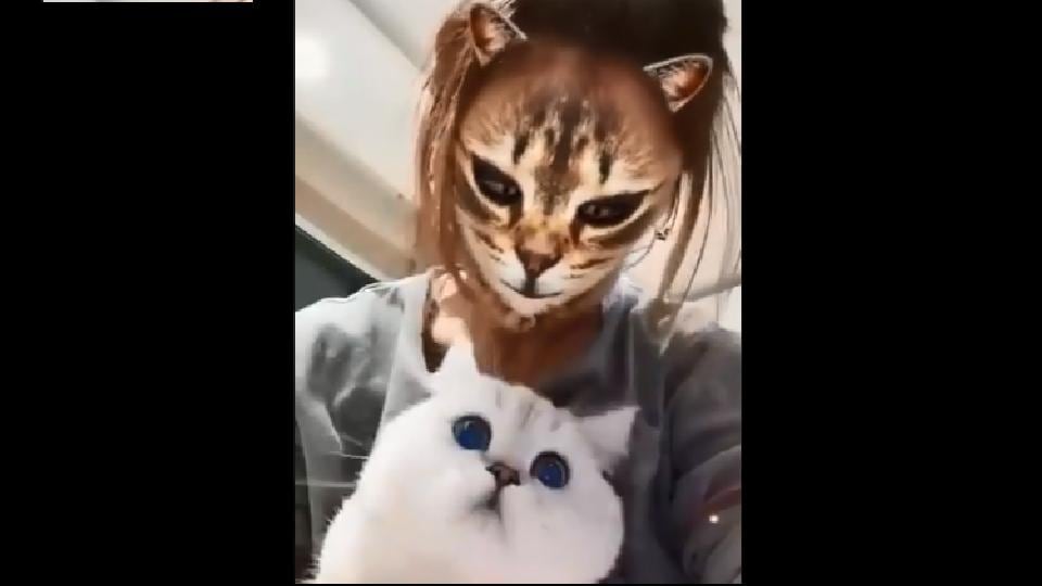 angry cat with voice filter｜TikTok Search