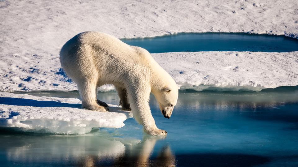 ‘Climate emergency’ Oxford word of year