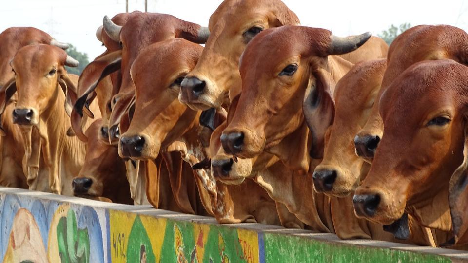 Cows in Ayodhya to get special winter coats this year | Trending - Hindustan Times