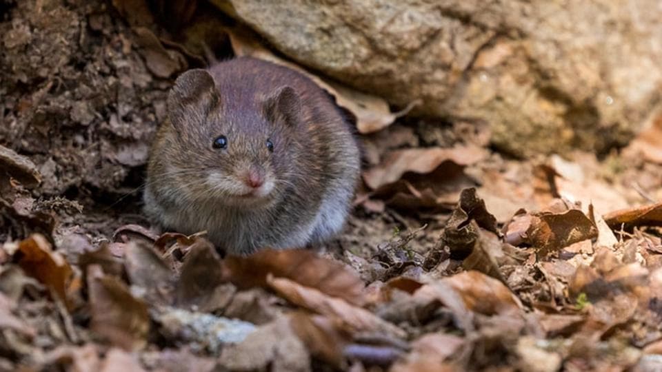 Rats are a lot more social than previously believed Hindustan Times