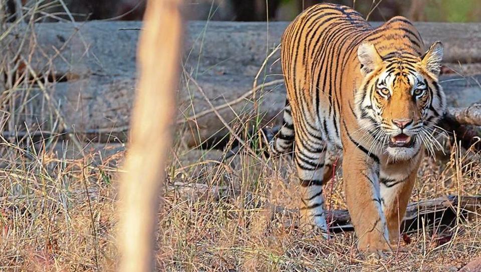 Visiting Pench National Park, one of India's most-visited tiger reserves, with Shere Khan | Travel - Hindustan Times Visiting Pench National Park, one of India's most-visited tiger reserves, with Shere Khan | Travel - Hindustan Times
