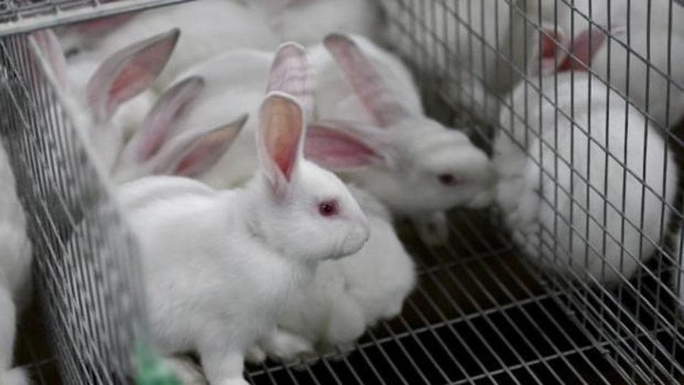 Govt panel okays animal testing at PG level medical colleges | Latest