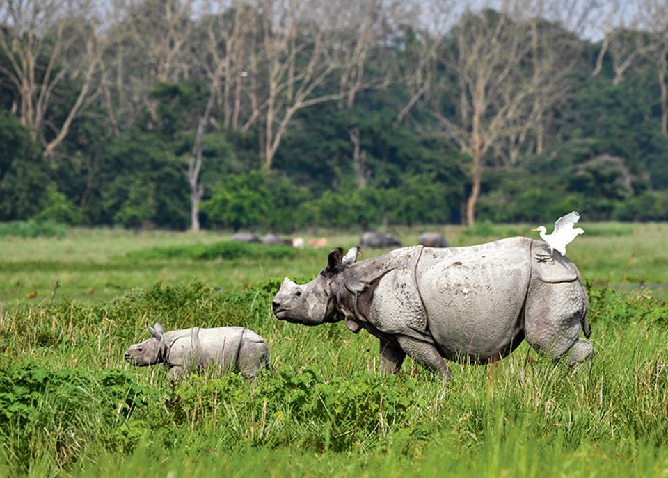 India’s Experiments in Saving Nature by Bahar Dutt