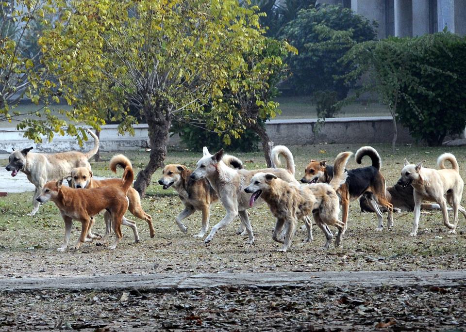 stray-dog-menace-on-punjabi-university-campus-riles-students