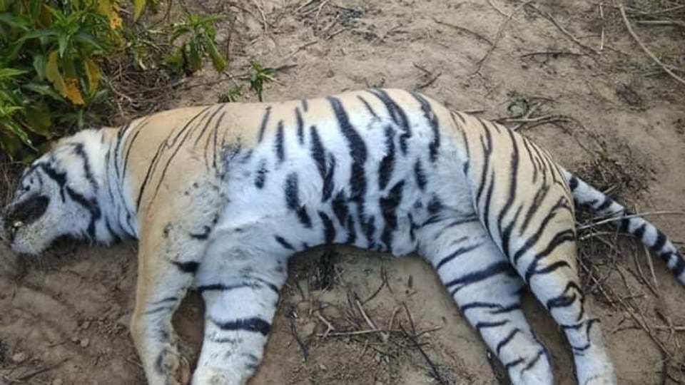 White tiger cubs die at zoo from suspected COVID-19 - CGTN