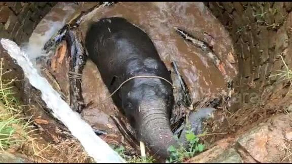 Elephant rescued from well with physics principle. 'What an idea,' says Twitter | Trending - Hindustan Times