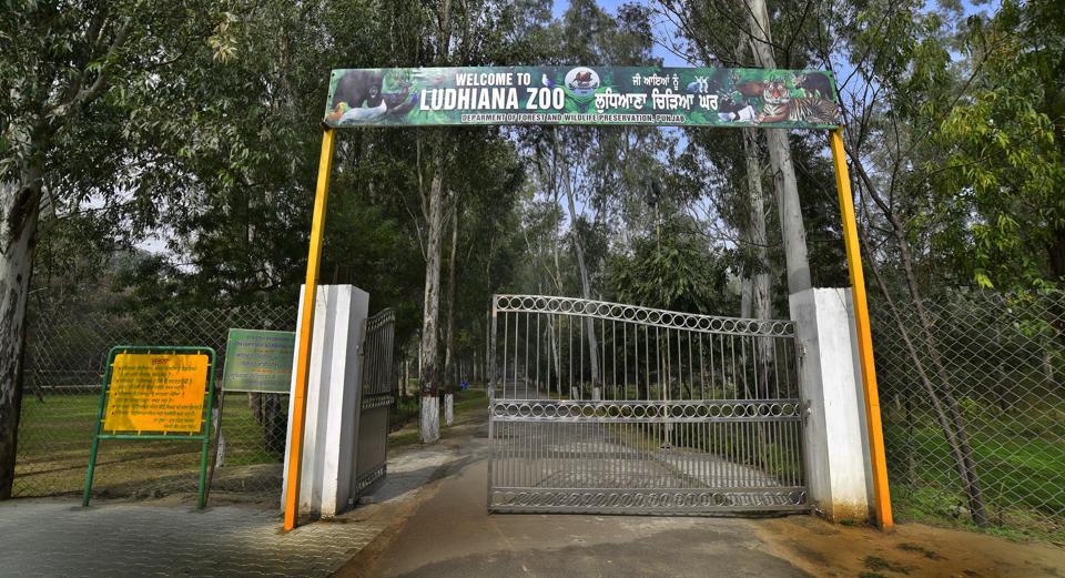 2 Royal Bengal tigresses arrive in Ludhiana zoo, 3rd wildcat in tow