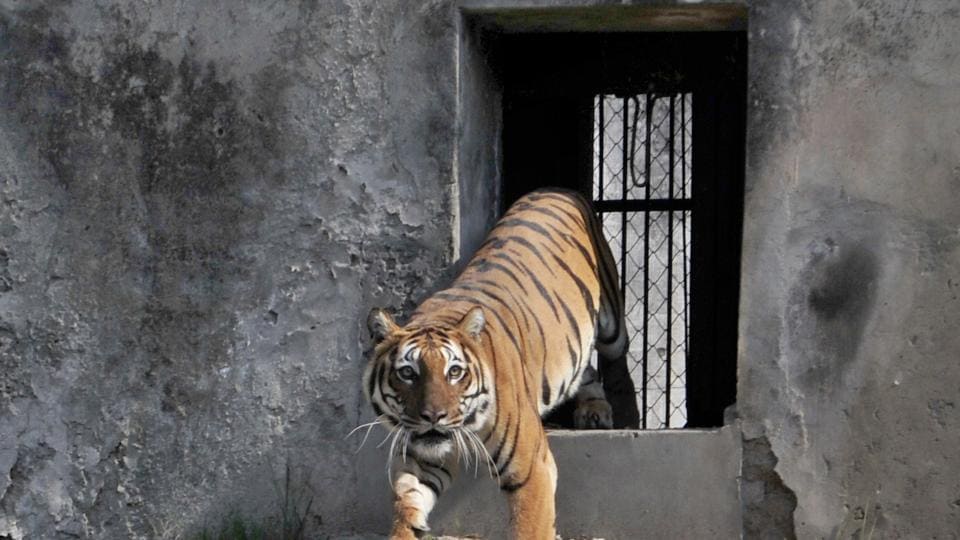 Get a glimpse of two royal Bengal tigresses at Ludhiana zoo Hindustan