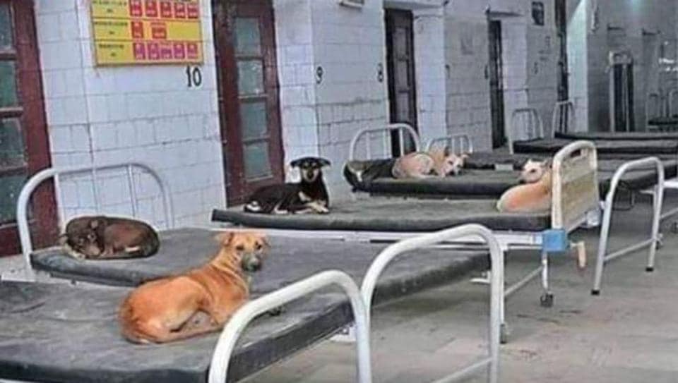 Fact Check Is this image of dogs lying on hospital beds from Uttar Pradesh? Here’s the truth