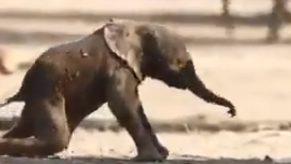 Baby Elephant Tries To Stand And Walk Watch Adorable Video Hindustan Times