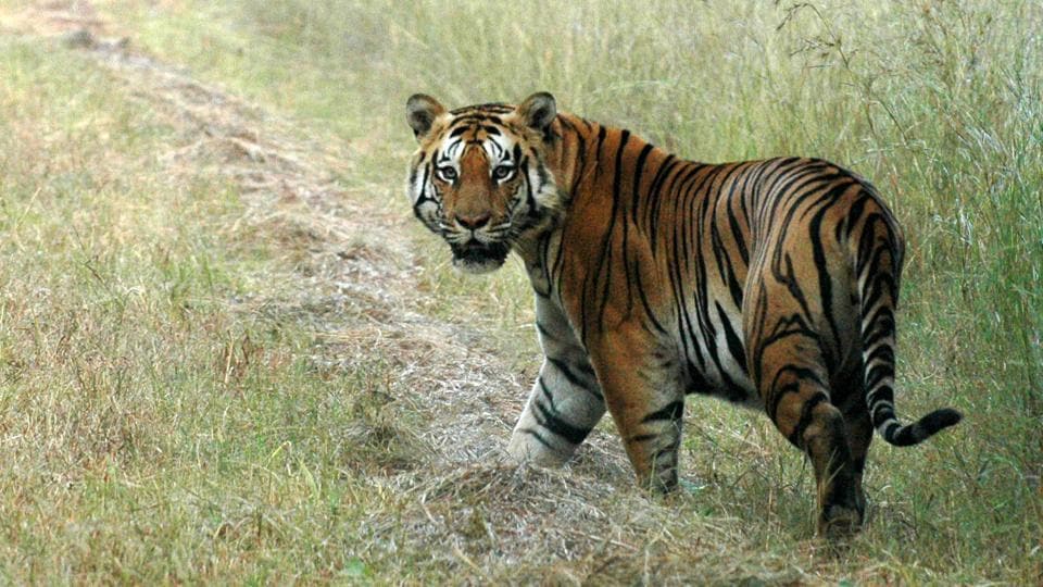 Tiger conservation authority asks Odisha to start India's first melanistic tiger safari | Latest News India - Hindustan Times