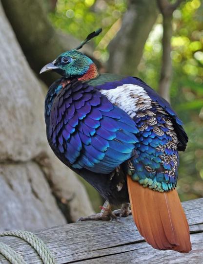 3 booked for poaching seven Himalayan monals in Baijnath - Hindustan Times