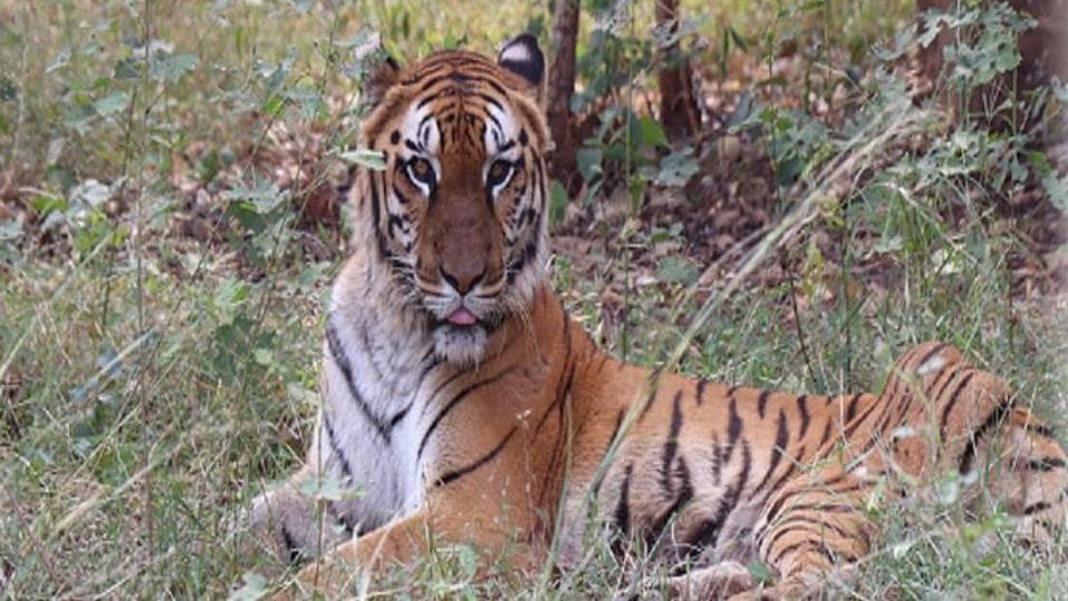 Tigers Chase Tourist Bus In Raipur Jungle Safari Workers Sacked After Video Went Viral Latest