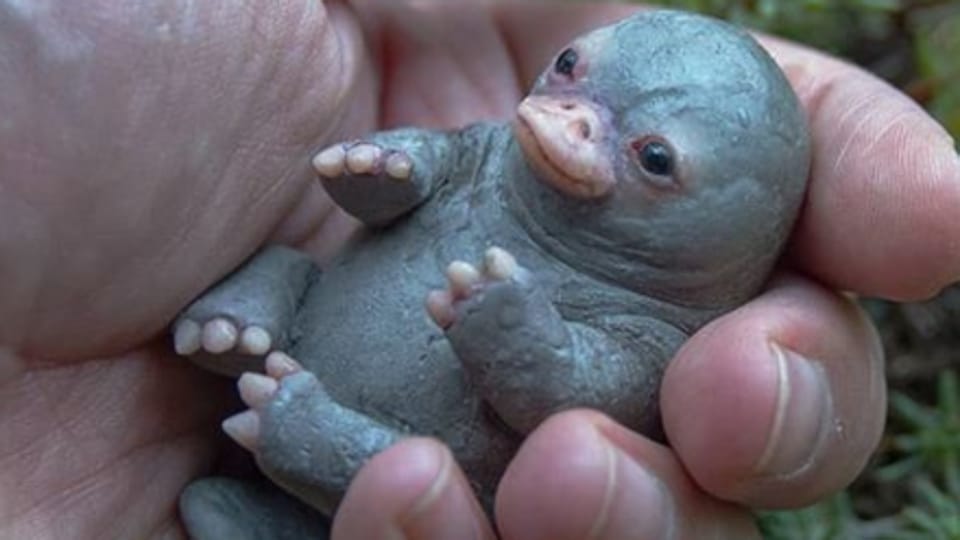 No Internet That S Not How A Baby Platypus Looks Truth Behind Viral Pic Trending Hindustan Times