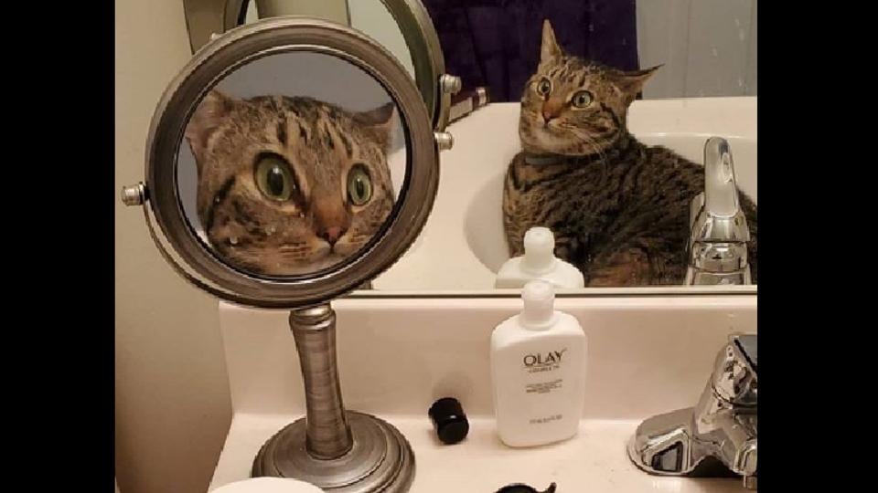Surprised Cats Funny Reflection On Mirror Is Cracking Netizens Up 7258