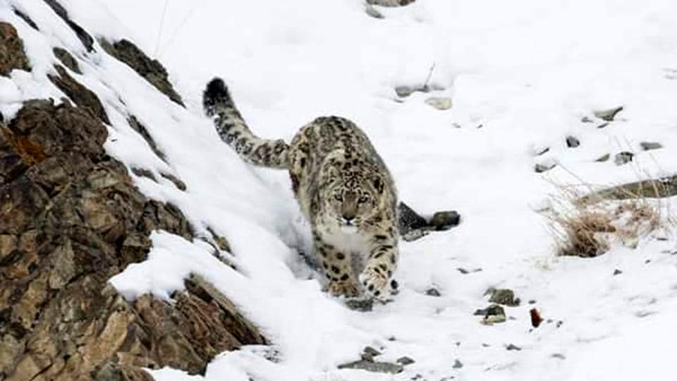Rise in number of snow leopards in Himachal brings cheer to wildlife  enthusiasts - Hindustan Times