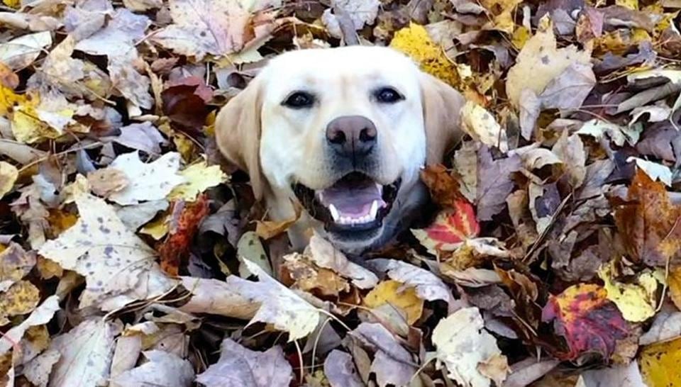 This Video Of A Dog Named Stella Diving Into Piles Of Leaves Is Giving Tweeple Life Trending Hindustan Times