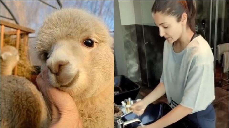 Coronavirus lockdown: Anushka shows how to wash hands, Katrina shares cute alpaca pics, Ayushmann writes a poem