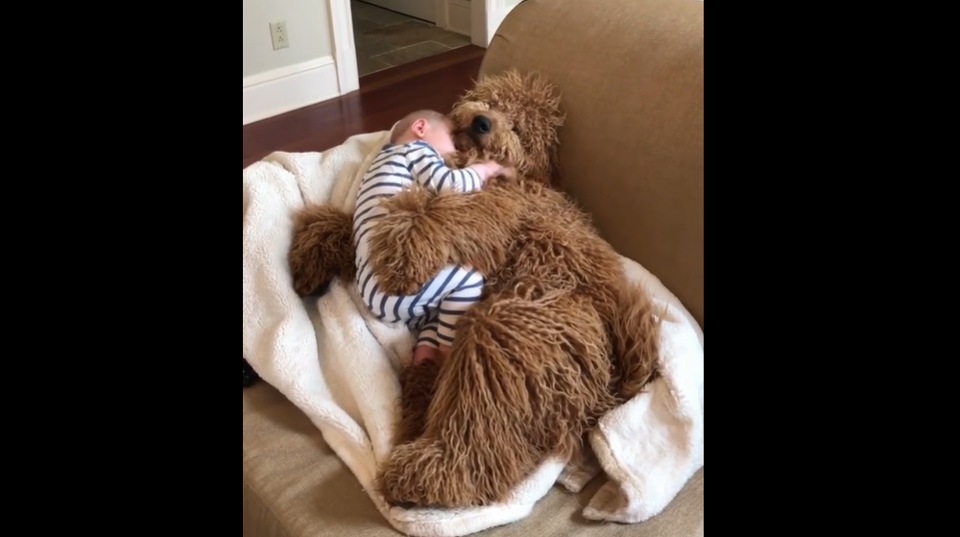 This Video Of A Baby Snuggling With His Fluffy Doggo Is All You Need To See Today Trending Hindustan Times