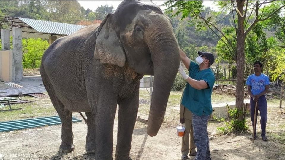 Amid Covid-19, sugarcane taken off menu of Corbett’s patrol jumbos ...