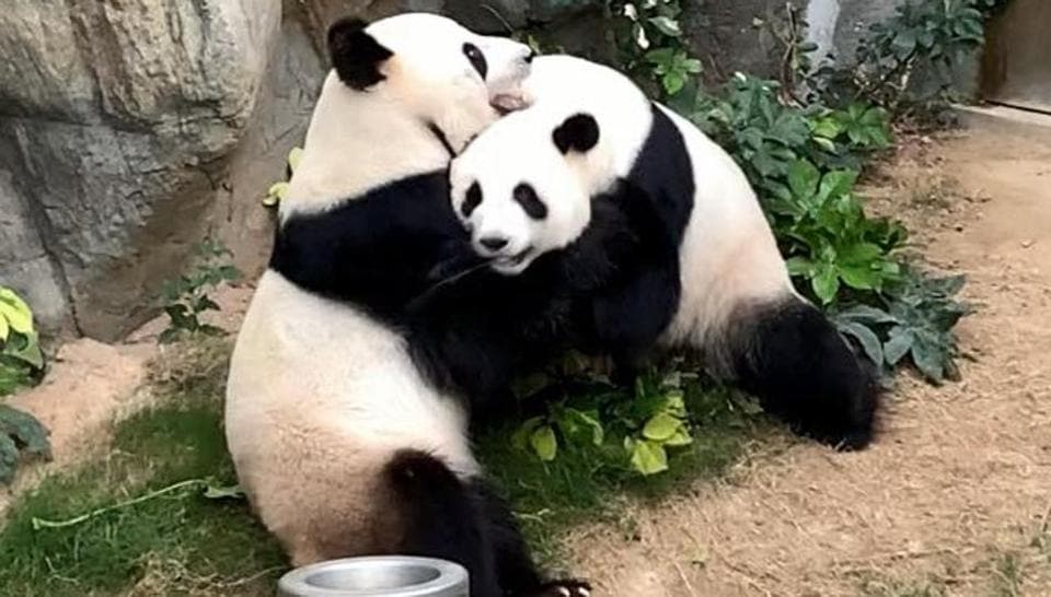 How Panda Porn Is Helping ‘educate Giant Pandas Who Would Rather Eat 
