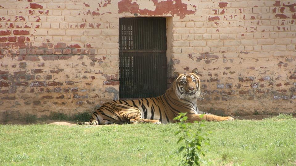 Tiger In NYC Zoo Becomes First Animal In US to Get COVID-19