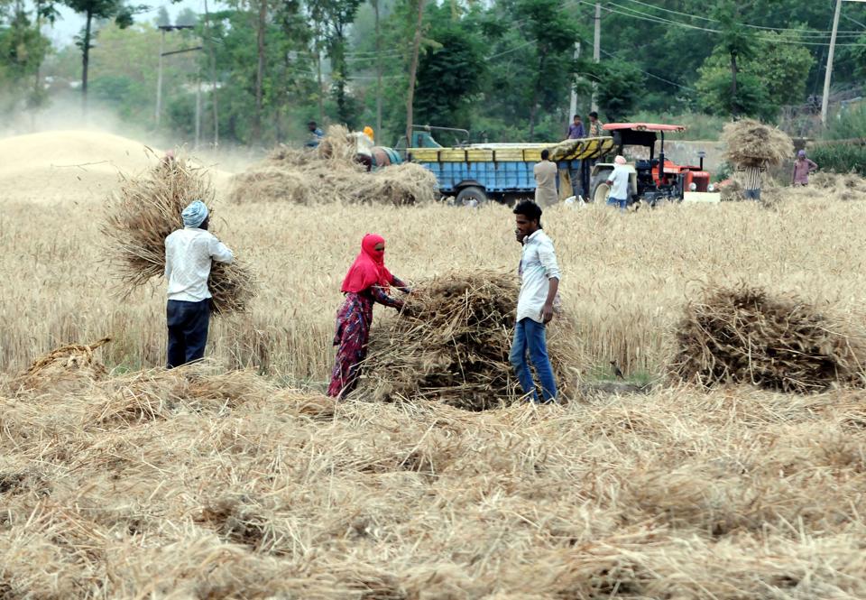 COVID-19: Punjab begins wheat procurement under shadows of pandemic ...