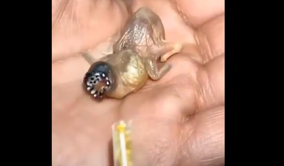 This Odd Looking Alien Spawn Is Actually A Baby Bird Netizens Are Still In Disbelief Watch Trending Hindustan Times