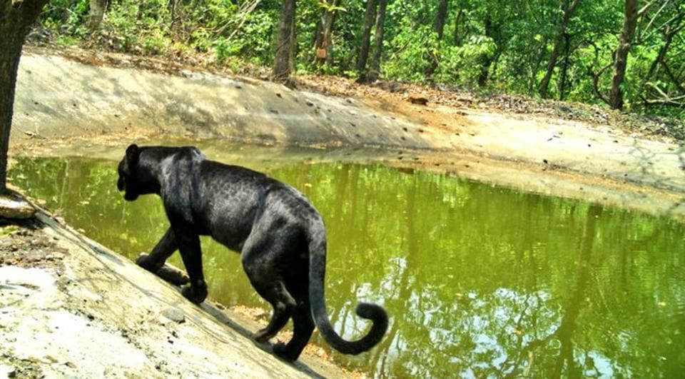 Black Panther spotted in Goa sanctuary is reminding netizens of