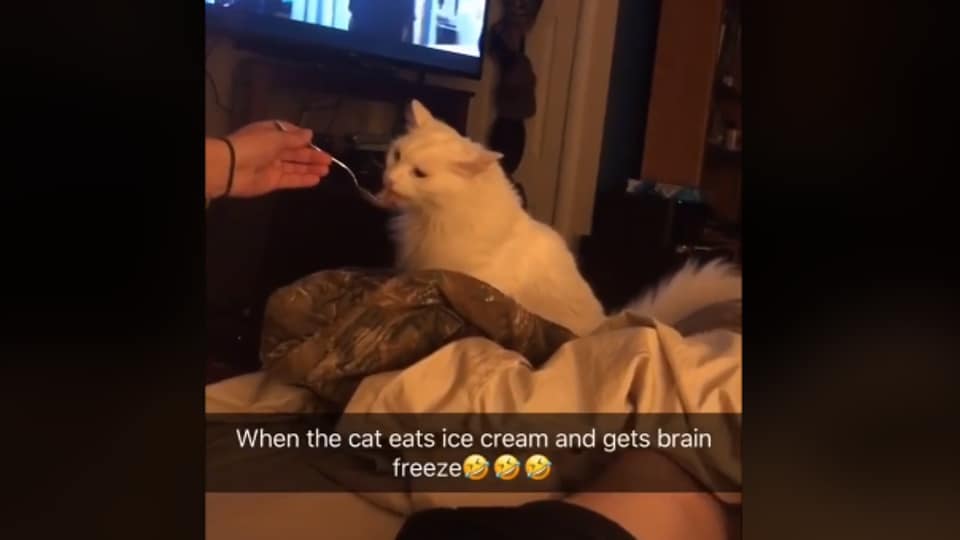 Cat Eats Ice Cream, Gets Brain Freeze. Feline'S Expression Is Cracking  People Up | Trending - Hindustan Times