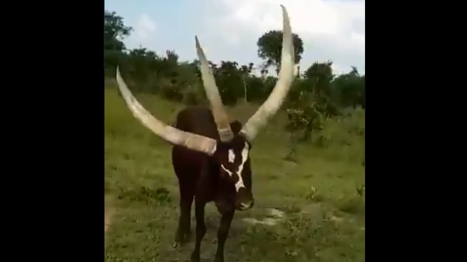 This three-horned cow is baffling netizens. Have you seen it yet? |  Trending - Hindustan Times
