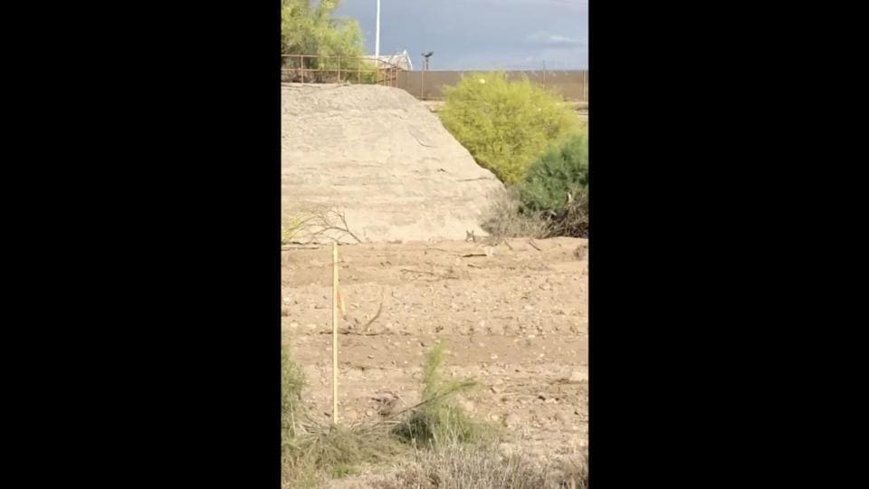 Watching this coyote chase a roadrunner may remind you of The Road ...