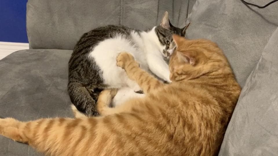 Dennis the orange cat wants snuggles but Larry the feline is not ...