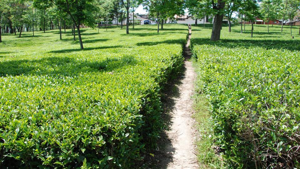 After Ashwagandha, experts claim Kangra Tea has properties to ...